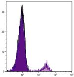 CD8b Monoclonal Antibody (EP42)