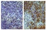 CD8 alpha Monoclonal Antibody (CT-8)