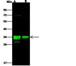 Flagellin Monoclonal Antibody (06)