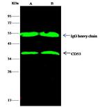 CD53 Antibody in Immunoprecipitation (IP)