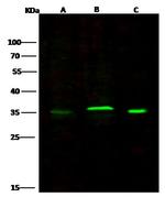 CD53 Recombinant Rabbit Monoclonal Antibody (104)