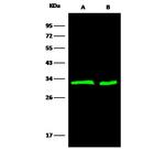 14-3-3 beta Monoclonal Antibody (05)