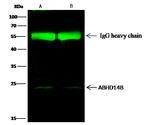 ABHEB Antibody in Immunoprecipitation (IP)