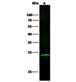 ABHEB Recombinant Rabbit Monoclonal Antibody (011)