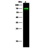 AFP Antibody in Western Blot (WB)
