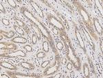 RAGE Antibody in Immunohistochemistry (Paraffin) (IHC (P))