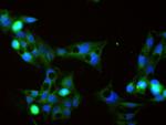 Angiotensinogen Antibody in Immunocytochemistry (ICC/IF)