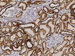 Adenylate Kinase 2 Recombinant Rabbit Monoclonal Antibody (025)