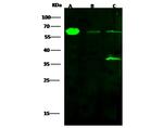 ALDH4A1 Recombinant Rabbit Monoclonal Antibody (001)