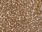 ASGR1 Antibody in Immunohistochemistry (Paraffin) (IHC (P))