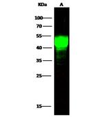 ASGR1 Antibody in Western Blot (WB)