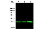 Flavin reductase Recombinant Rabbit Monoclonal Antibody (009)