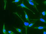 BMP-4 Monoclonal Antibody (02)