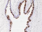 LPlunc1 Recombinant Rabbit Monoclonal Antibody (003)