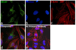 CD147 Antibody in Immunocytochemistry (ICC/IF)