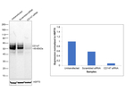 CD147 Antibody in Western Blot (WB)