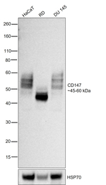 CD147 Antibody in Western Blot (WB)