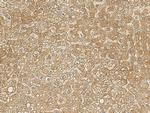 BTD Antibody in Immunohistochemistry (Paraffin) (IHC (P))