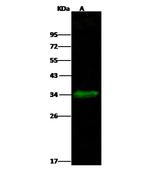 Carbonic Anhydrase XIV Recombinant Rabbit Monoclonal Antibody (004)
