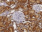 Carbonic Anhydrase IV Antibody in Immunohistochemistry (Paraffin) (IHC (P))