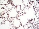 Carbonic Anhydrase IV Recombinant Rabbit Monoclonal Antibody (039)