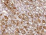 Carbonic Anhydrase VB Antibody in Immunohistochemistry (Paraffin) (IHC (P))