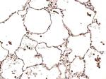 Carbonic Anhydrase VB Antibody in Immunohistochemistry (Paraffin) (IHC (P))