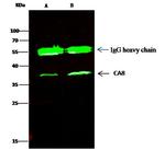 Carbonic Anhydrase VIII Antibody in Immunoprecipitation (IP)