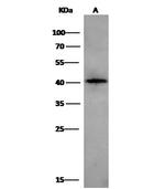 Carbonic Anhydrase IX Antibody in Western Blot (WB)