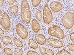 Caspase 14 Monoclonal Antibody (20)