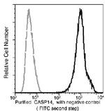 Caspase 14 Recombinant Rabbit Monoclonal Antibody (145)