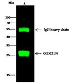 CCDC134 Antibody in Immunoprecipitation (IP)