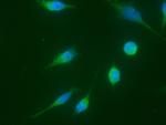 Cyclin A1 Monoclonal Antibody (06)
