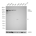 CD22 Antibody