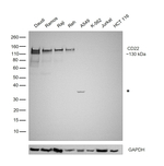 CD22 Antibody in Western Blot (WB)