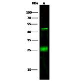 CD3d Recombinant Rabbit Monoclonal Antibody (6)