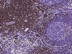 CD3d/CD3e Antibody in Immunohistochemistry (Paraffin) (IHC (P))
