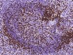CD3d/CD3e Antibody in Immunohistochemistry (Paraffin) (IHC (P))