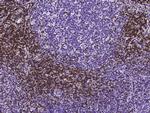 CD3d/CD3e Antibody in Immunohistochemistry (Paraffin) (IHC (P))