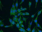 CD44 Antibody in Immunocytochemistry (ICC/IF)