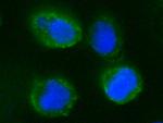 CD55 Recombinant Rabbit Monoclonal Antibody (028)
