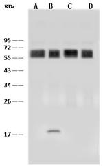 CD58 Recombinant Rabbit Monoclonal Antibody (186)