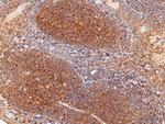 CD82 Monoclonal Antibody (01)