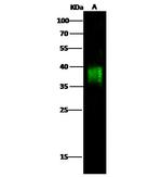 CD84 Recombinant Rabbit Monoclonal Antibody (6)