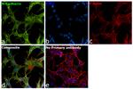 N-cadherin Antibody in Immunocytochemistry (ICC/IF)