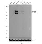 N-cadherin Antibody