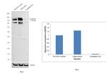 N-cadherin Antibody in Western Blot (WB)