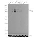 N-cadherin Antibody in Western Blot (WB)