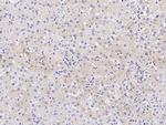 CES3 Recombinant Rabbit Monoclonal Antibody (033)