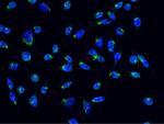 CHI3L2 Antibody in Immunocytochemistry (ICC/IF)